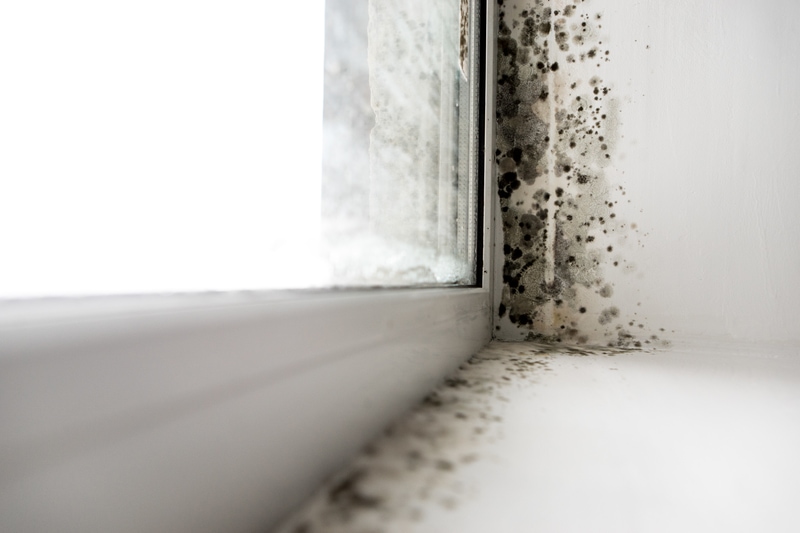 Prevent mold In Your Vacation home In the Off-Season|Monitor and Control Humidity During the Off-Season|Broken Pipe Causes Flooding In Avalon