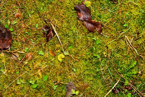 Soft, Spongy Grass With No Rain Can Indicate A Major Plumbing Problem